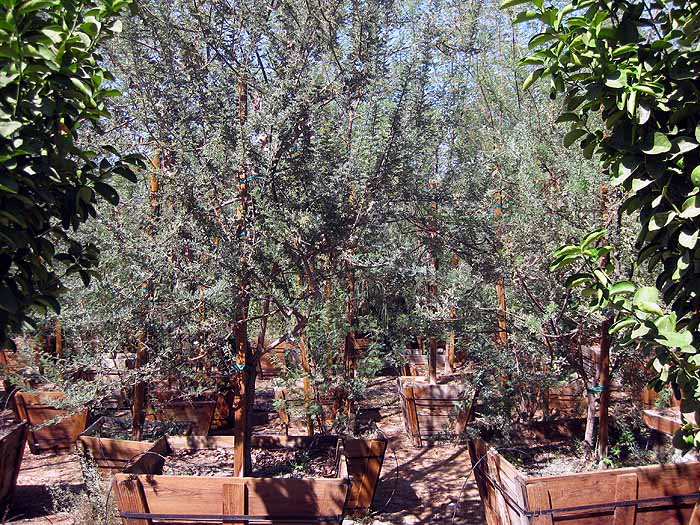 36 box Acacia greggii